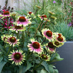 Echinacea 'green Twister' - Two-tone Pollinator-friendly Perennial | 1 x 9cm
