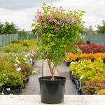 Syringa 'pink Perfume' Dwarf | 1 x 7.5L | Lilac