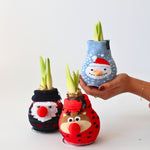Amaryllis - 3 Pcs. - Hippeastrum 'xmas Sweater Mix' - Flower Bulb - Red