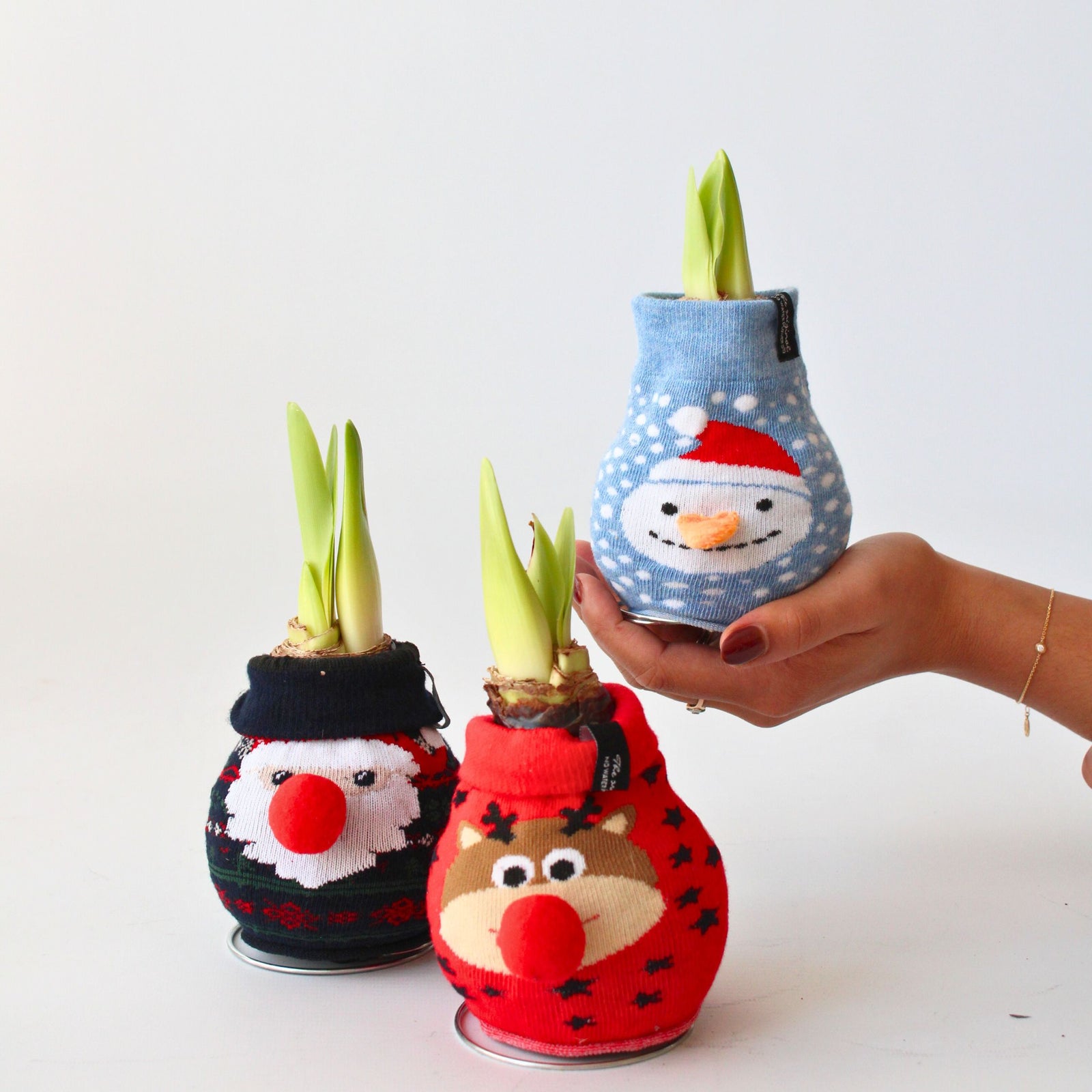 Amaryllis - 3 Pcs. - Hippeastrum 'xmas Sweater Mix' - Flower Bulb - Red