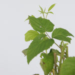 Raspberry Plant - 4 Pcs. - Rubus Idaeus 'malling Promise' - H50-60cm - ⌀15cm | Set of 4 | Red