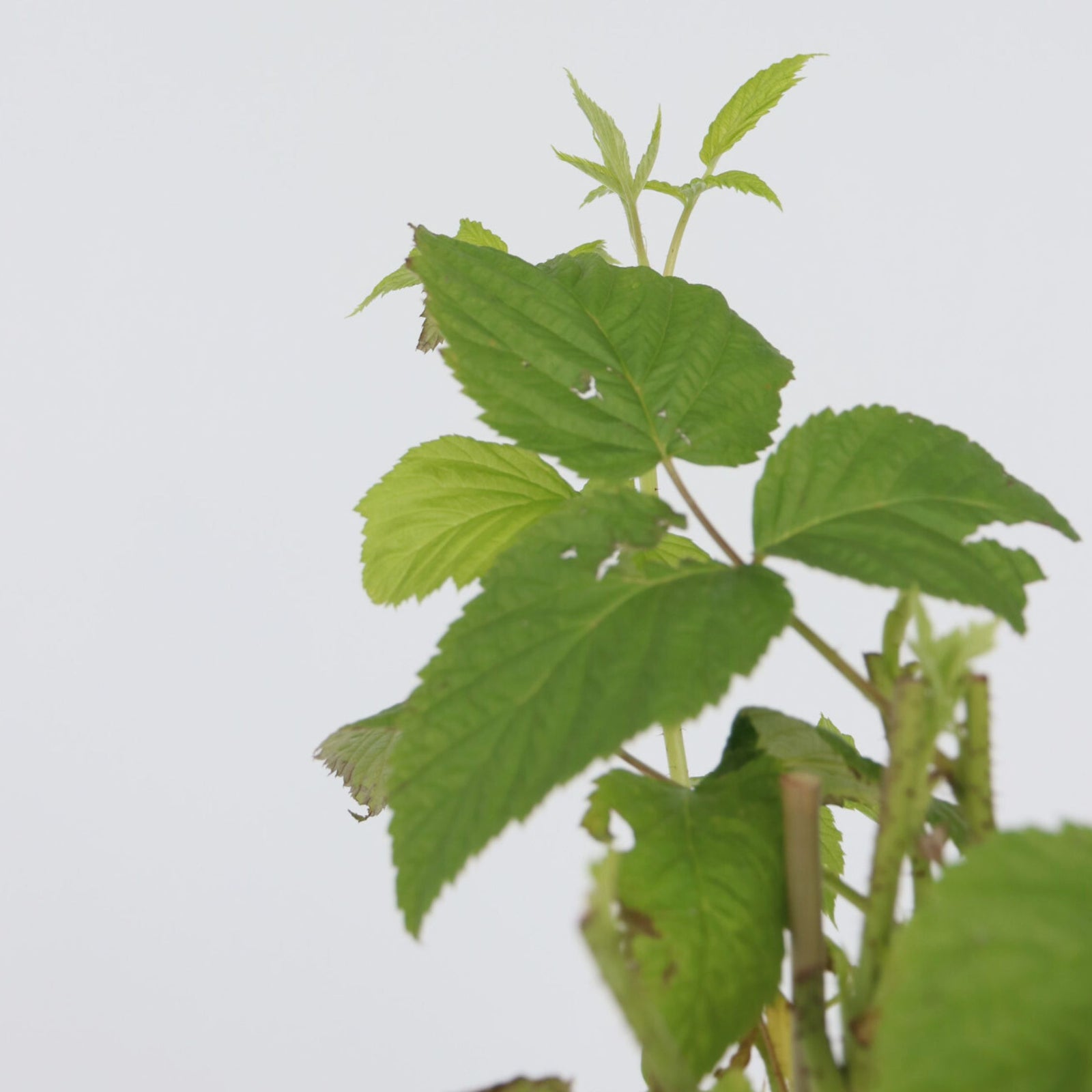 Raspberry Plant - 4 Pcs. - Rubus Idaeus 'malling Promise' - H50-60cm - ⌀15cm | Set of 4 | Red