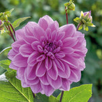 Dahlia 'lilac Time' (dinnerplate Tuber) | 5 x Tubers | Pink & Purple
