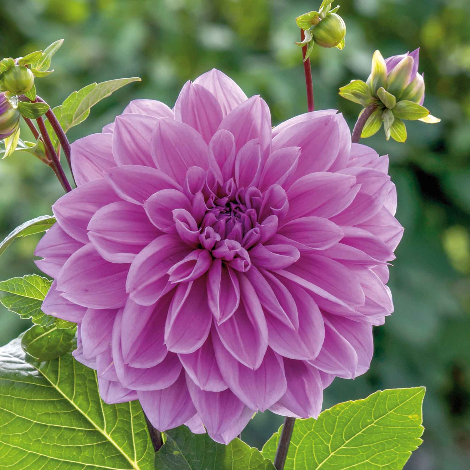 Dahlia 'lilac Time' (dinnerplate Tuber) | 5 x Tubers | Pink & Purple