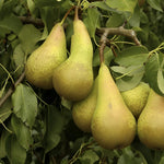 Pear Conference Fruit Tree 6ft Tall Supplied In A 12 Litre Pot