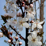 Prunus Cerasifera Crimson Pointe Tree 6ft Tall Supplied In A 12 Litre Pot