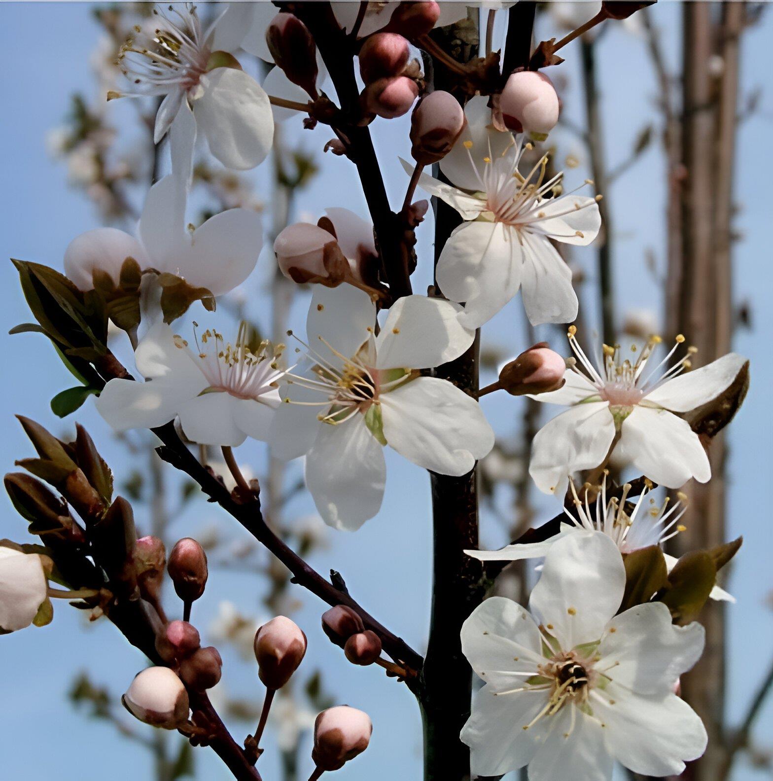 Prunus Cerasifera Crimson Pointe Tree 6ft Tall Supplied In A 12 Litre Pot