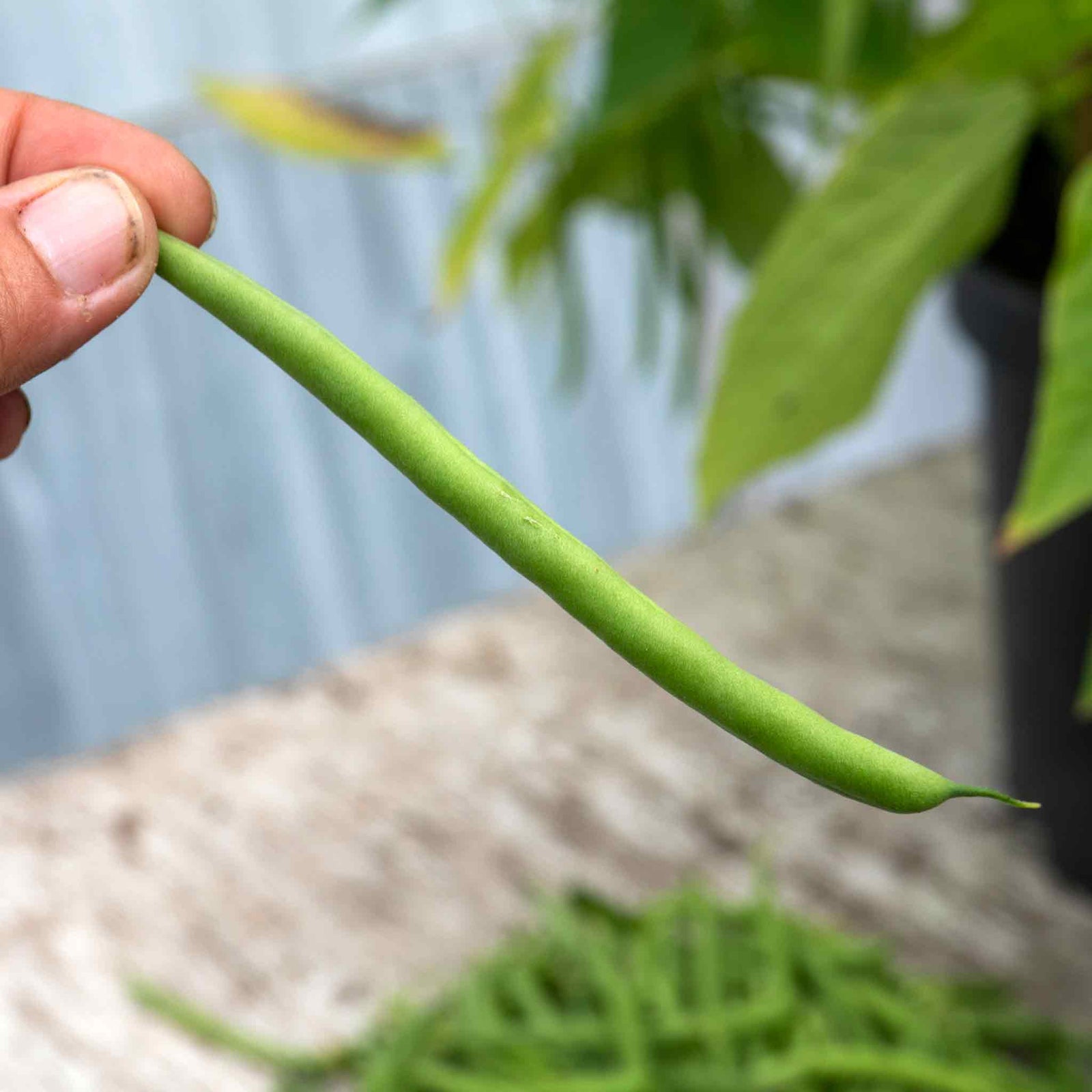 Dwarf French Bean 'faraday' Seeds | 50 Seeds