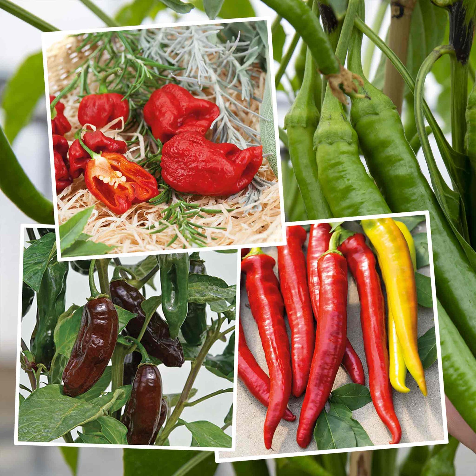 Chilli Flavour Collection Hot, Mild And Smoky | 6 x 9cm | Multi
