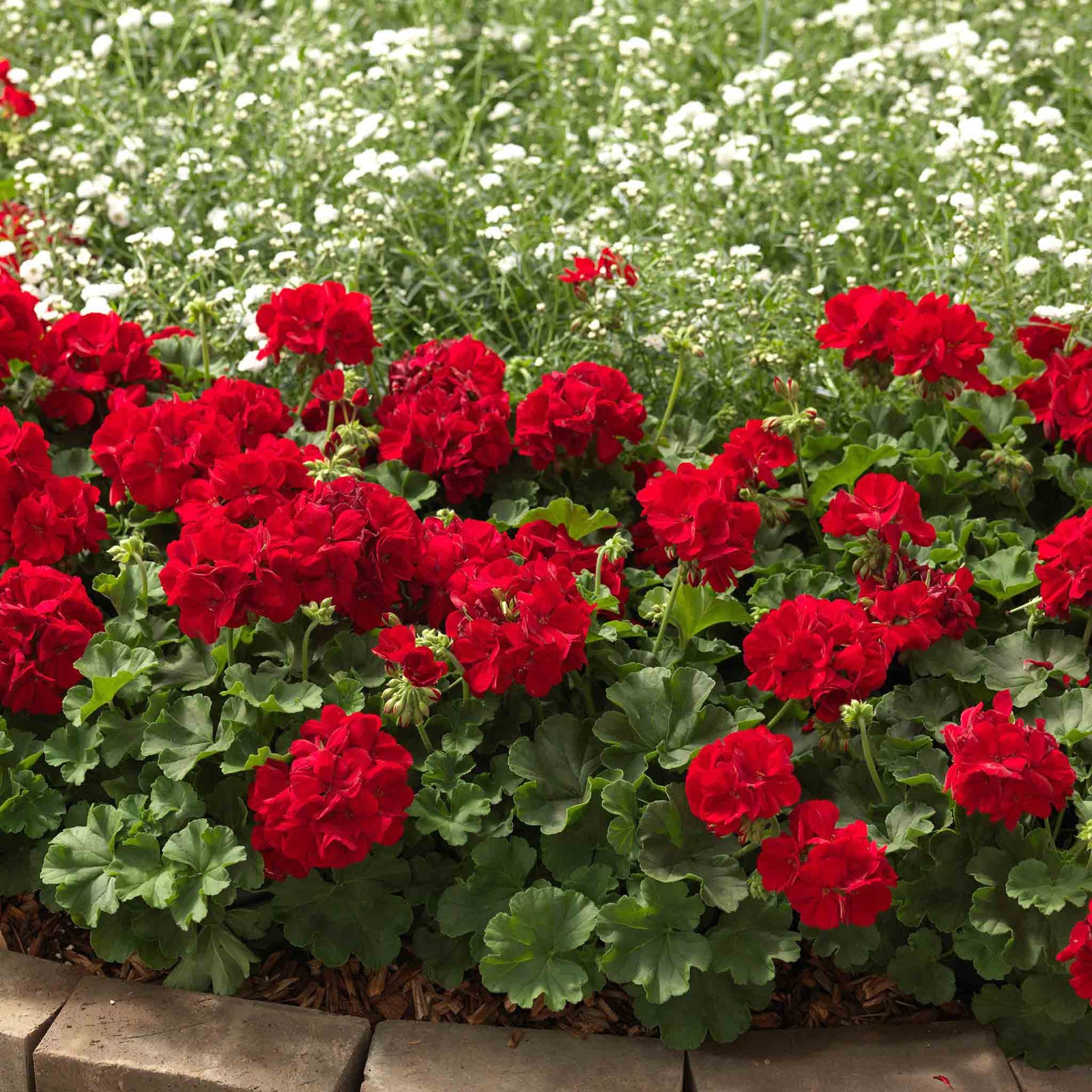 Geranium 'summer Lovers Dark Red' 40-50cm, Drought-tolerant | 12 x Plug Plants | Red