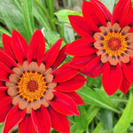 Hayloft Gazania Big Kiss Collection - Set Of 9 Young Plants