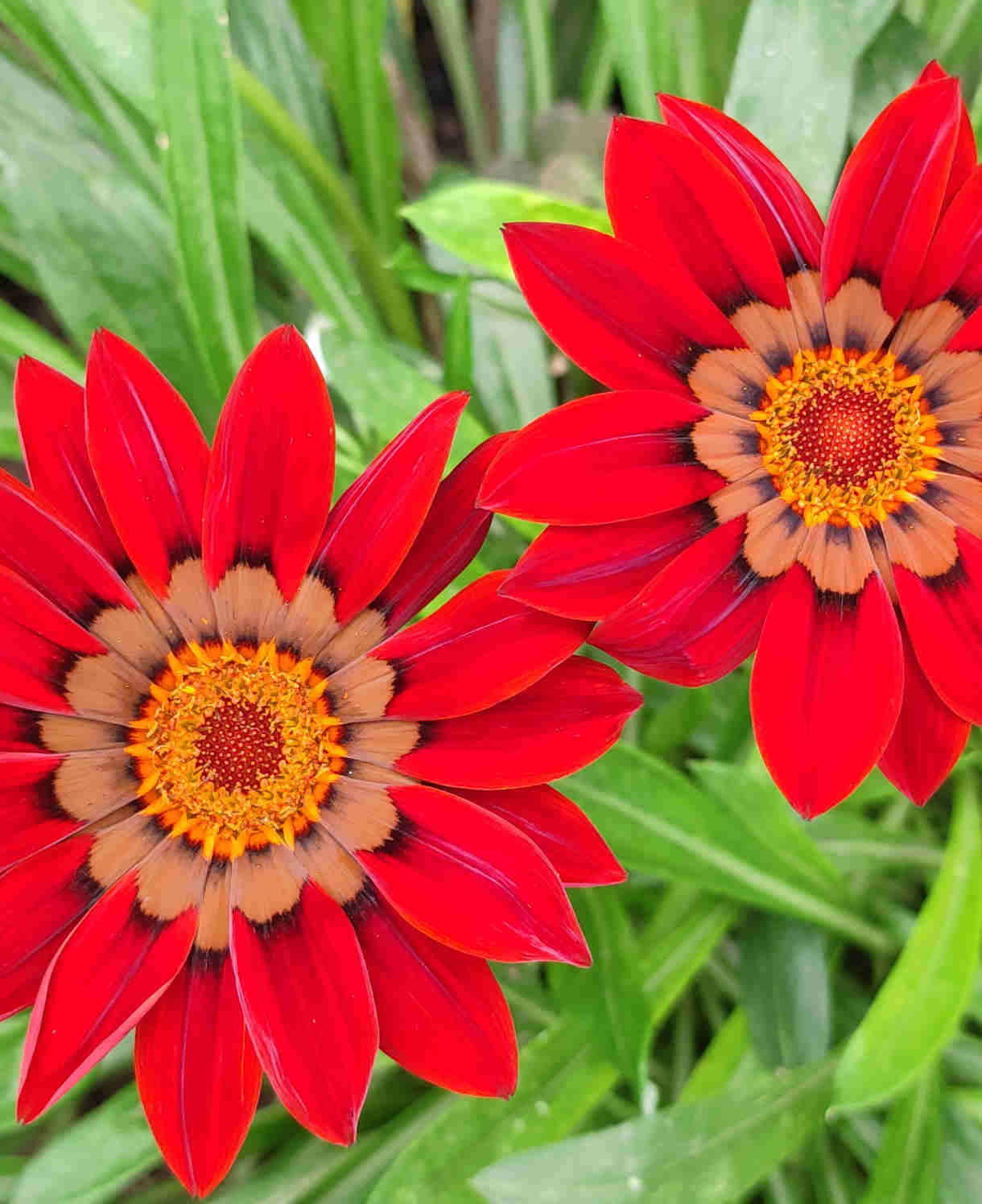 Hayloft Gazania Big Kiss Collection - Set Of 9 Young Plants