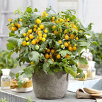 Tomato Seeds 'sweet Sturdy Grace' F1 Compact Yellow Cocktail Pack Of 6 | 6 Seeds
