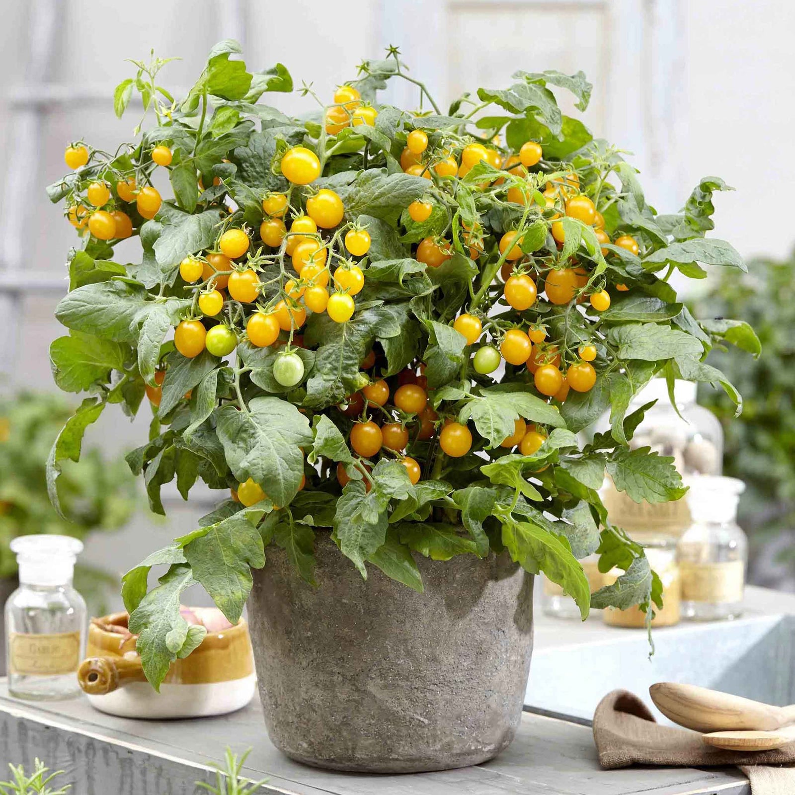 Tomato Seeds 'sweet Sturdy Grace' F1 Compact Yellow Cocktail Pack Of 6 | 6 Seeds