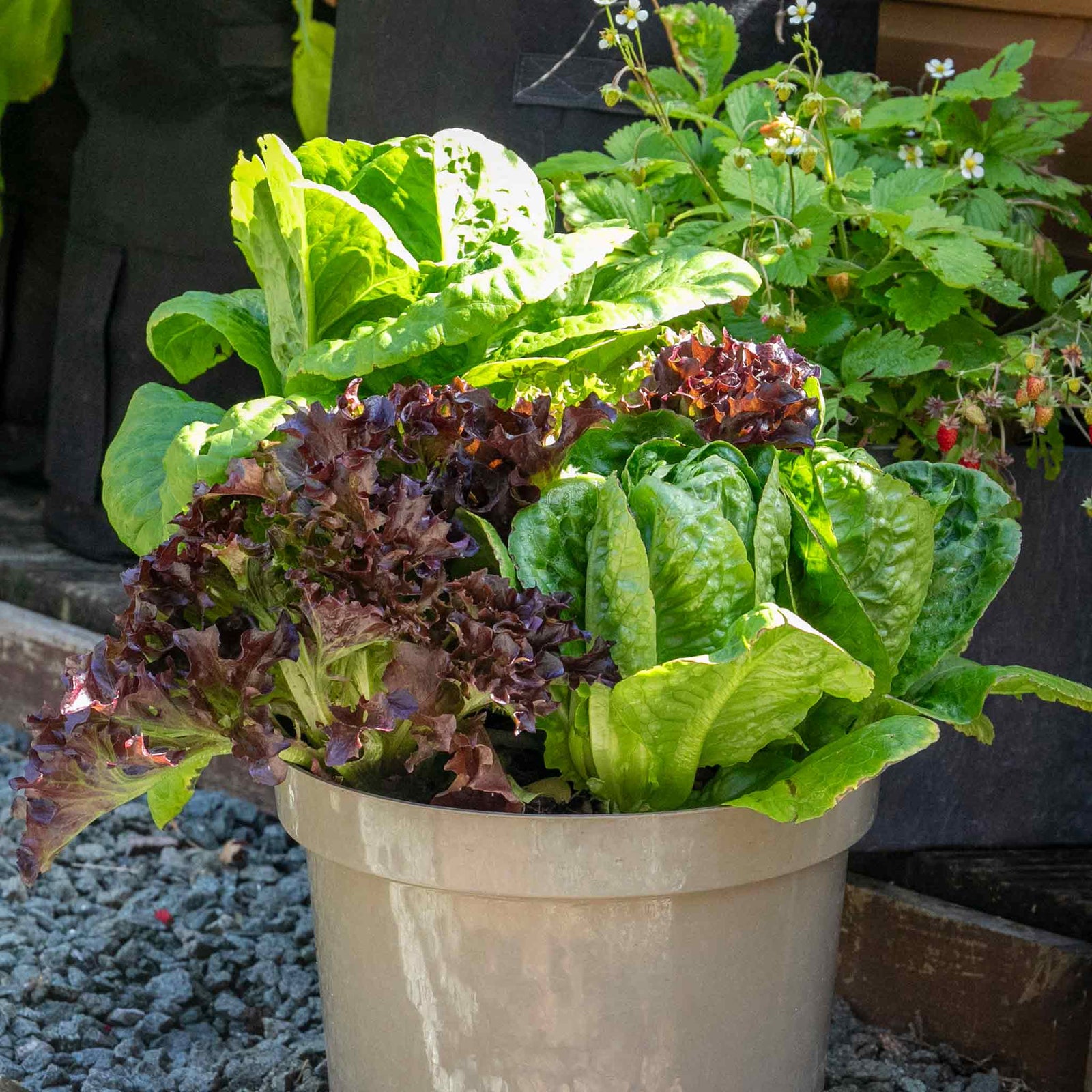 Lettuce Crispy Mix | 12 x Plug Plants | Green