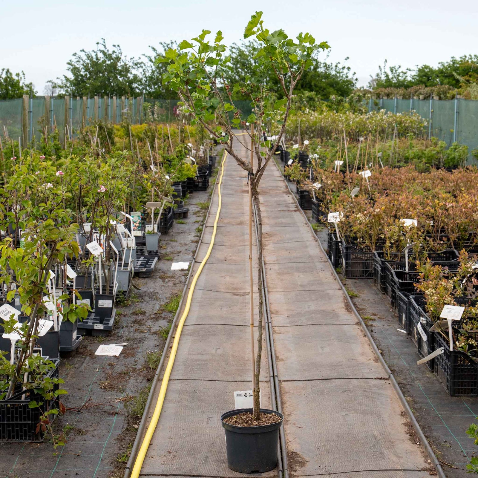 Jostaberry Standard Plant (spineless, Heavy-cropping Fruit Bush) | 1 x 2L