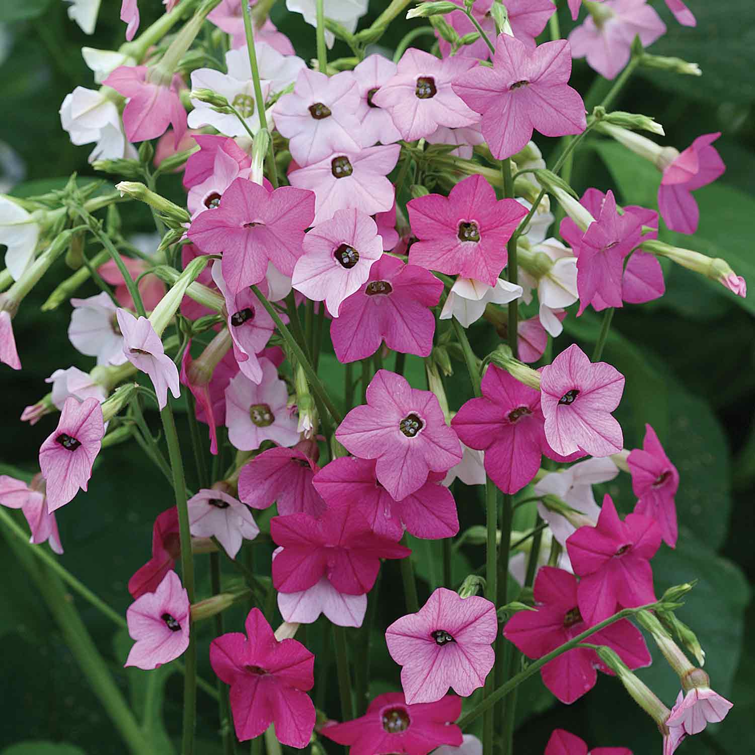 Nicotiana 'whisper Mix' Seeds | 50 Seeds