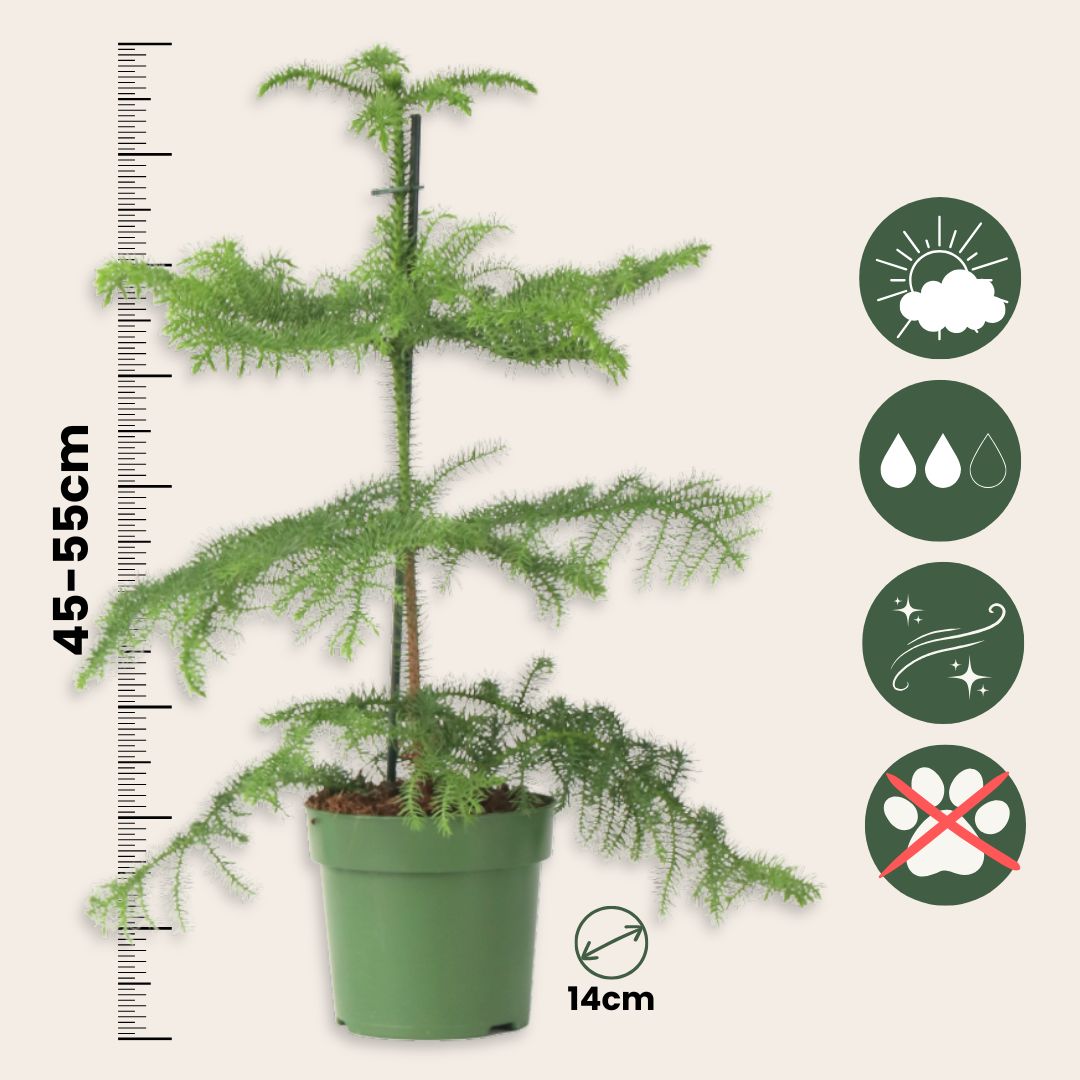 Norfolk Island Pine - Araucaria Heterophylla - Height 45-55cm - ⌀14cm | Set of 1 | Green