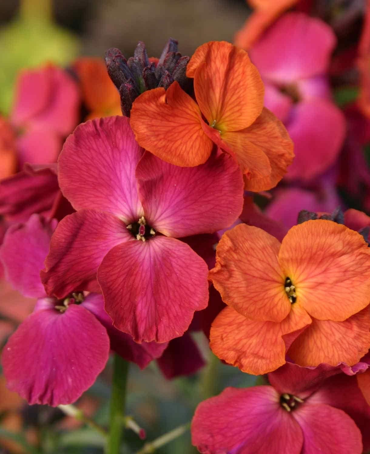 Hayloft Elaborate Erysimum Collection - Perennial Wallflowers 5 Young Plants (1 Of Each)