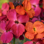 Elaborate Erysimum Collection - Perennial Wallflowers 5 Young Plants (1 Of Each)