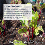 Beetroot 'moneta' Monogerm Slow To Bolt | 200 Seeds