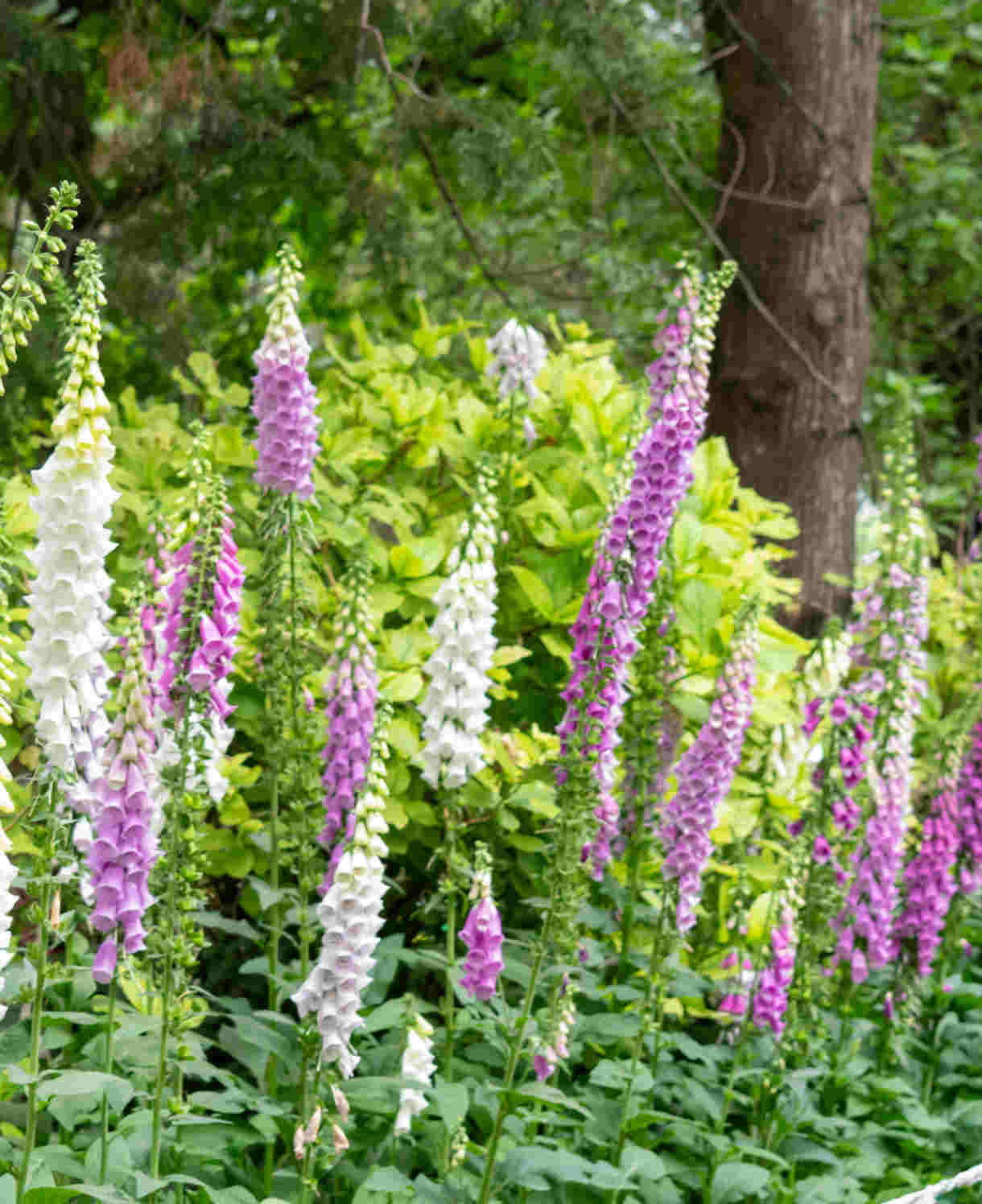 Distinguished Digitalis Collection - Plug Plants | 12 x Plug Plants | Mixed