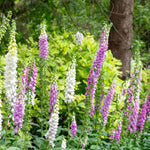 Distinguished Digitalis Collection | 24 x Plug Plants | Mixed