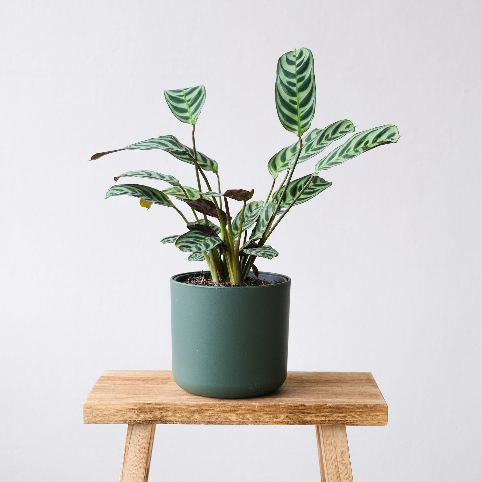 Never Never Plant - 4 Pcs. - Ctenanthe 'burle-marxii' - Height 25-40cm - ⌀12cm | Set of 4 | Green