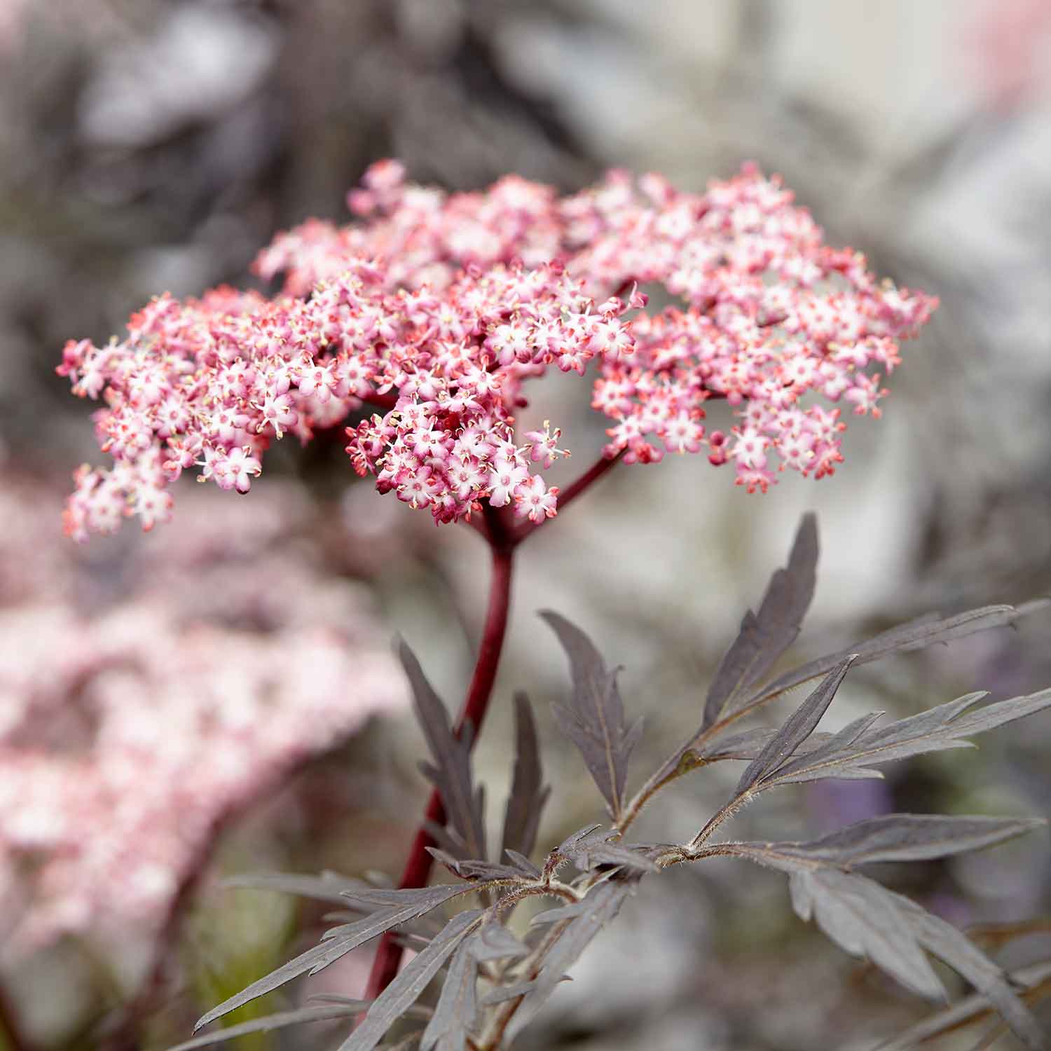 Sambucus Nigra 'black Lace' - Black Foliage Shrub, White Flowers, Bird‑attractive | 1 x 3L | Pink & Black