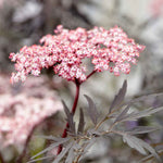 Sambucus Nigra 'black Lace' - Black Foliage Shrub, White Flowers, Bird‑attractive | 1 x 7.5L | Pink & Black