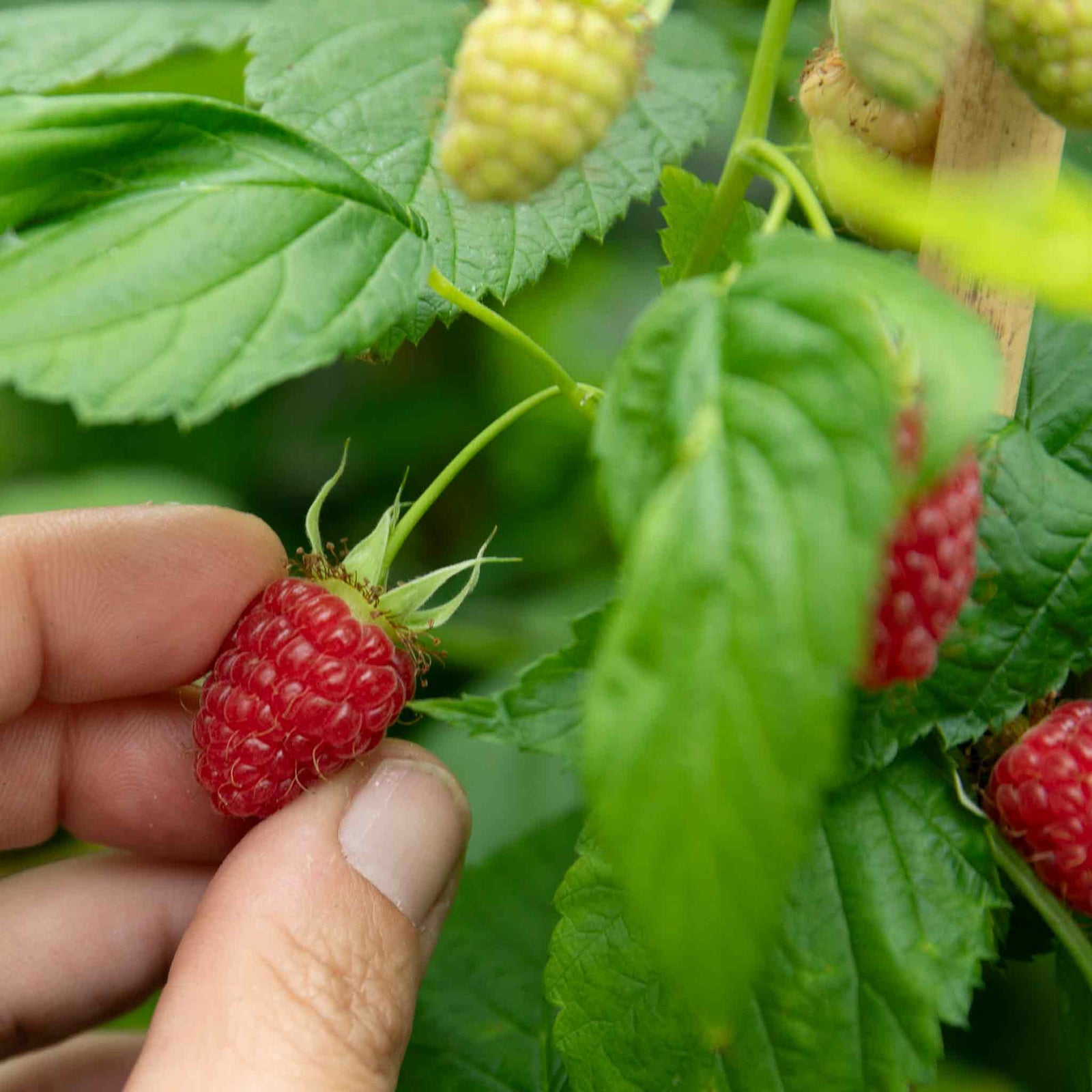 Thornless Raspberry 'glen Mor' – Pre-rooted, Spine-free | 5 x Bare Root | Red