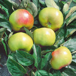 Apple 'bramley' | 1 x Bare Root