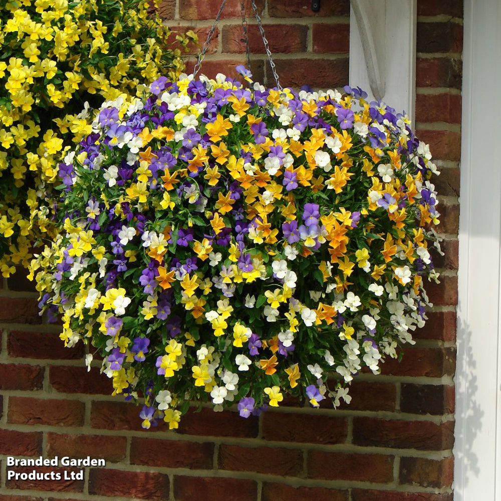 Thompson & Morgan Viola 'Ice Babies' Pre-Planted Hanging Basket - x 2