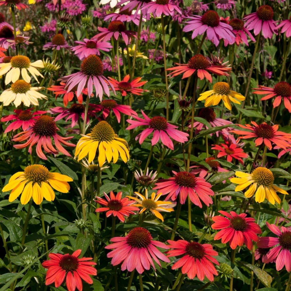 Thompson & Morgan Echinacea Cheyenne Spirit Mixed Colour Coneflower 12 X Garden Ready Plants