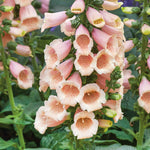 Digitalis 'dalmatian Peach' (foxglove) - Compact Peach-pink Spires | 3 x Jumbo Plugs | Multi