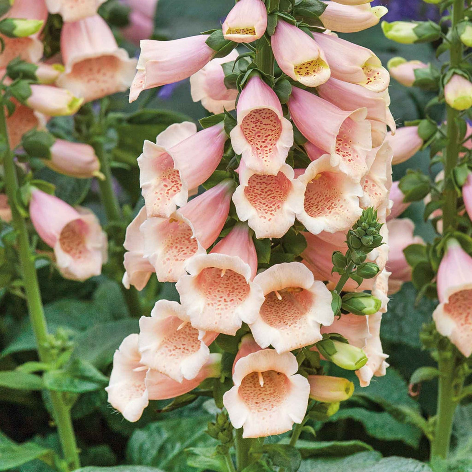 Digitalis 'dalmatian Peach' (foxglove) - Compact Peach-pink Spires | 12 x Jumbo Plugs | Multi