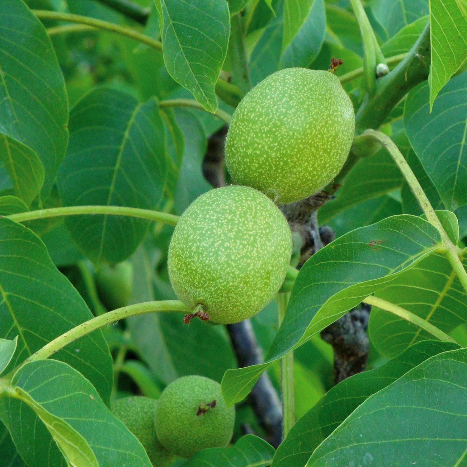 Common Walnut Tree (bare-root, Juglans Regia) | 1 x Bare Root