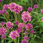 Gomphrena 'truffula Pink' Long-flowering Pink Annual 50-70 Cm | 3 x Jumbo Plugs | Pink