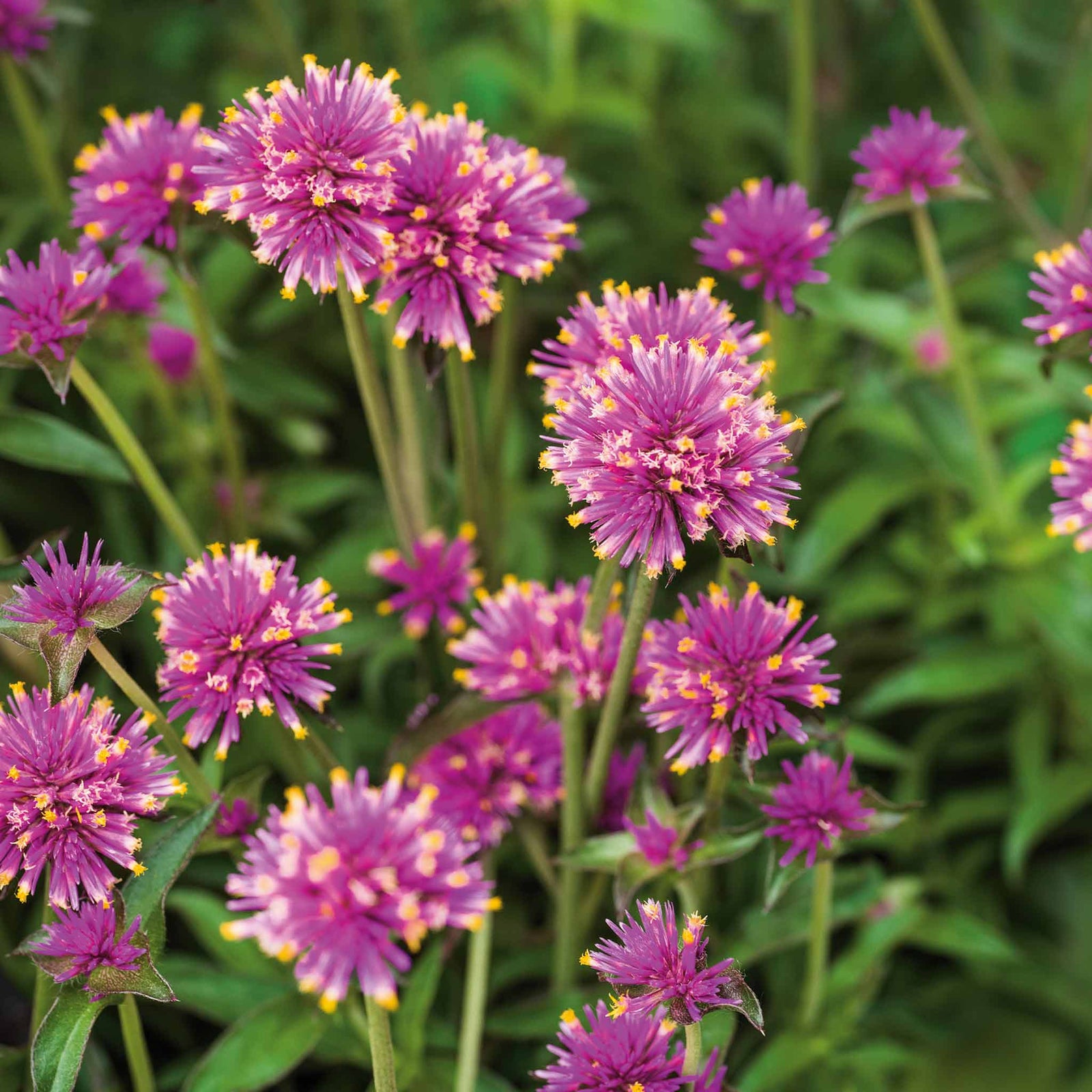 Gomphrena 'truffula Pink' Long-flowering Pink Annual 50-70 Cm | 6 x Jumbo Plugs | Pink