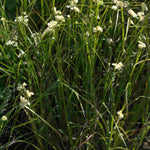Luzula Nivea - Snowy Woodrush - 9cm Pots | 3 x 9cm | Creamy White