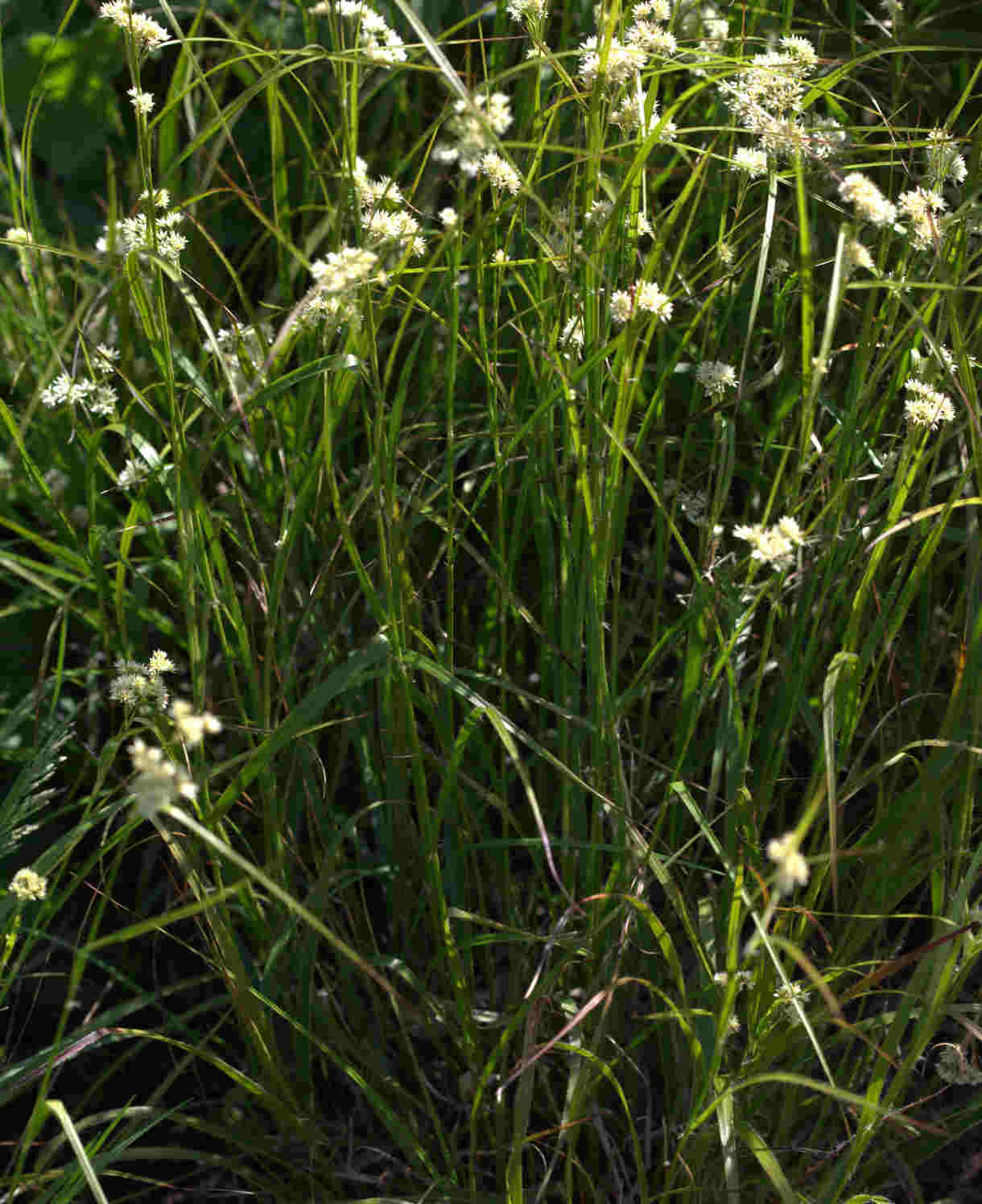 Luzula Nivea - Snowy Woodrush - 9cm Pots | 3 x 9cm | Creamy White