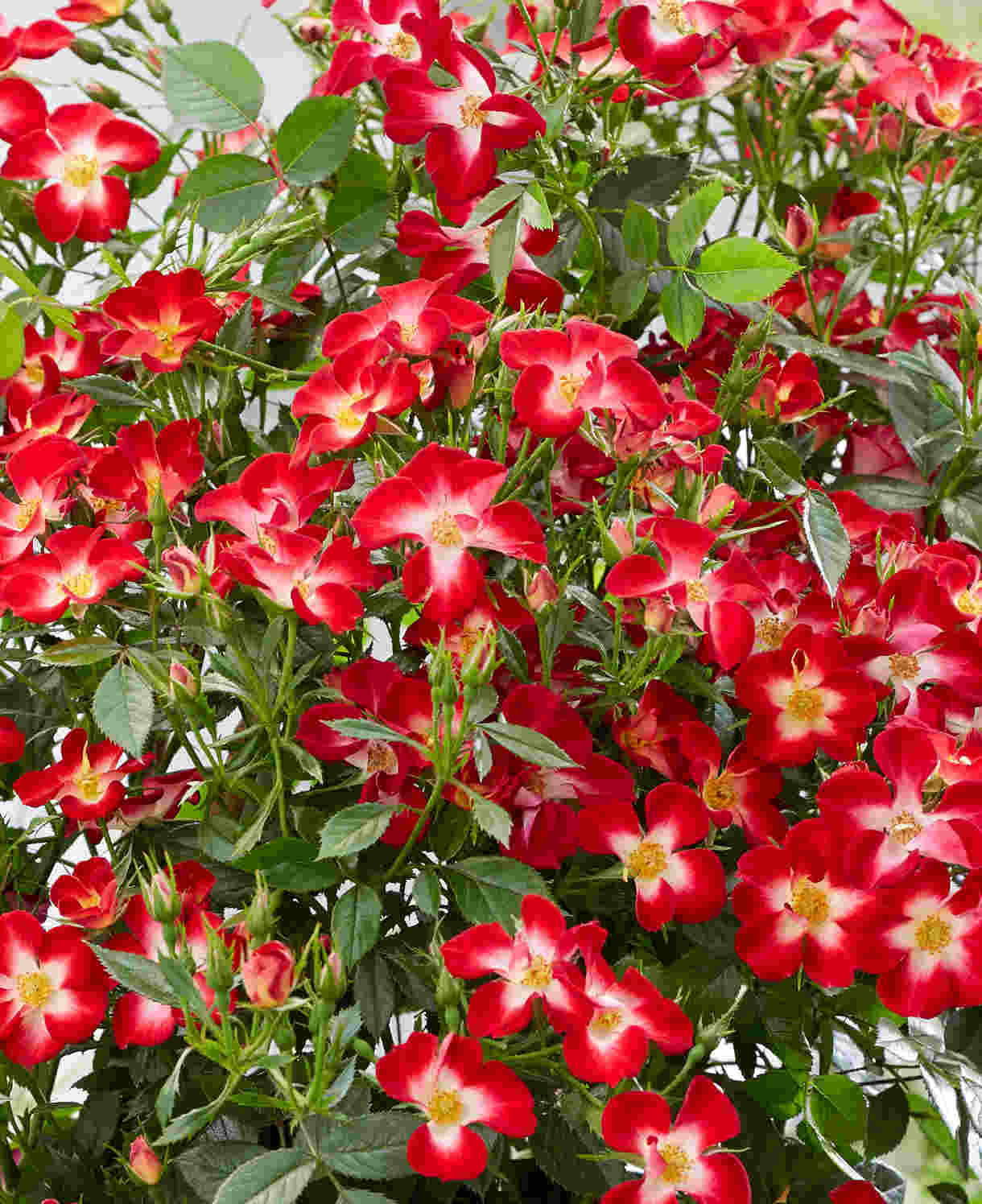 Hayloft Rosa Everglow Ruby - Compact Bushy Rose In A 9cm Pot