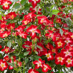 Rosa Everglow Ruby - Compact Bushy Rose - 9cm Pot | 1 x 9cm | Red