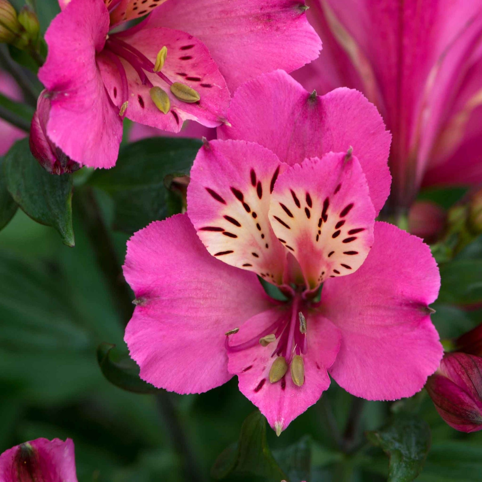Alstroemeria 'summer Saint' Deep Mauve-pink Perennial | 3 x Jumbo Plugs | Pink