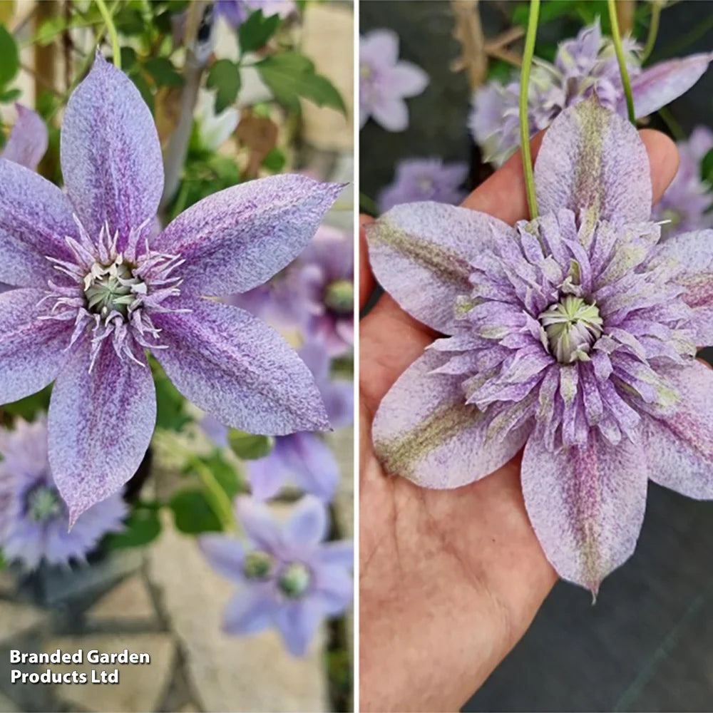 Clematis Mochi 9cm Pot | Set of 2