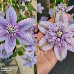 Clematis Mochi 9cm Pot | Set of 3