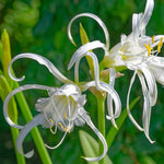 Hayloft Hymenocallis Festalis - 6 Summer Flowering Bulbs