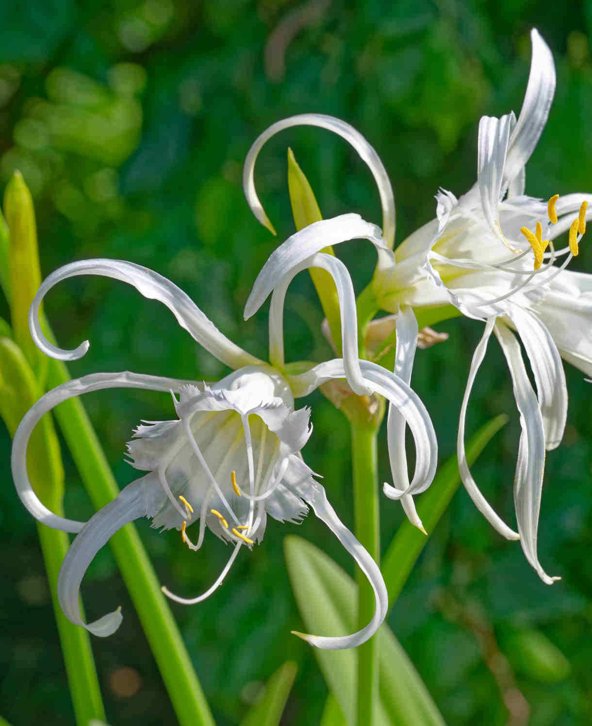Hayloft Hymenocallis Festalis - 6 Summer Flowering Bulbs