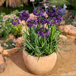 Agapanthus 'blackjack' – Rhs Chelsea Plant Of The Year 2023 | Set of 1
