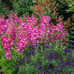 Penstemon Arabesque Orchid 2l Perennial Plant | Set of 1 | Multi